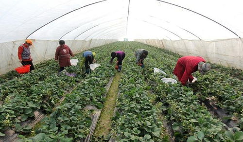 休闲农业中的六大创业类型 看哪一种适合你