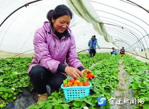 宿迁宿城区 探索农业新型产业化经营模式的江苏实践