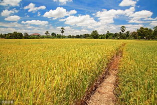 广西平乐 农业产业化助推水稻丰产，助力脱贫攻坚