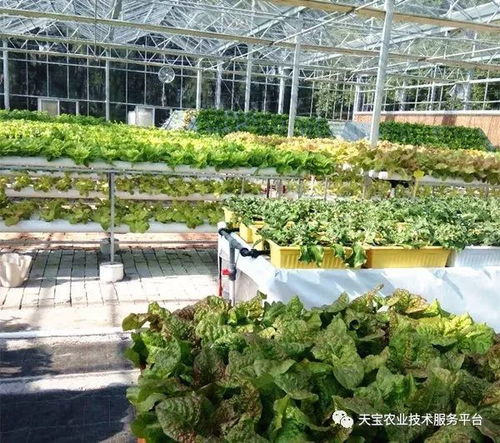 天宝最美果园走进台州 淡泊农业园无土栽培学习体验