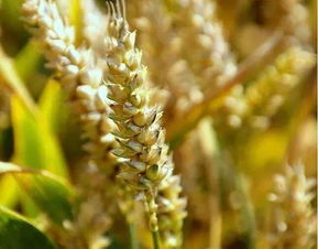 未来农业的6种趋势 这才是农民向往的事业