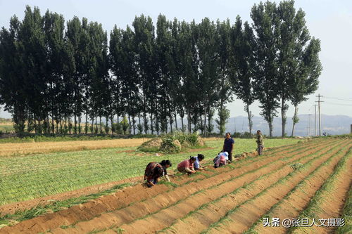 葱农扩大种植面积的机遇与挑战 理性规划与科学培育之道