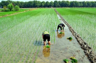 前进需动力，后退需智慧——论现代农业种植的平衡之道