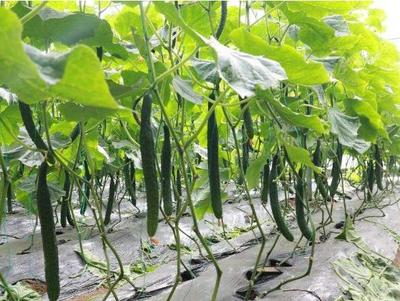 发展种植新型生态农业，他一年就赚了十万元