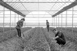 花海铺就致富路——河南项城市南顿镇发展花卉种植助农增收纪实