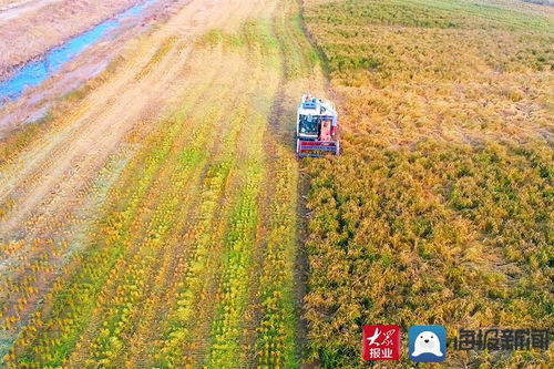 稻谷金黄颗粒归仓，滨州水稻喜开镰——一幅秋日农业丰收图