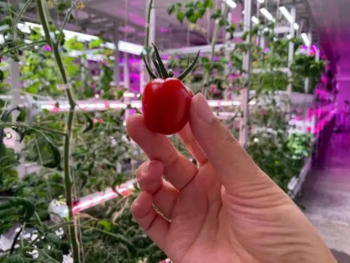 未来已来 植物工厂如何颠覆传统农业种植方式