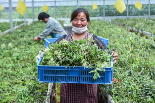 盐碱地变“聚宝盆” 浙江慈溪科技种植引领现代农业新篇章