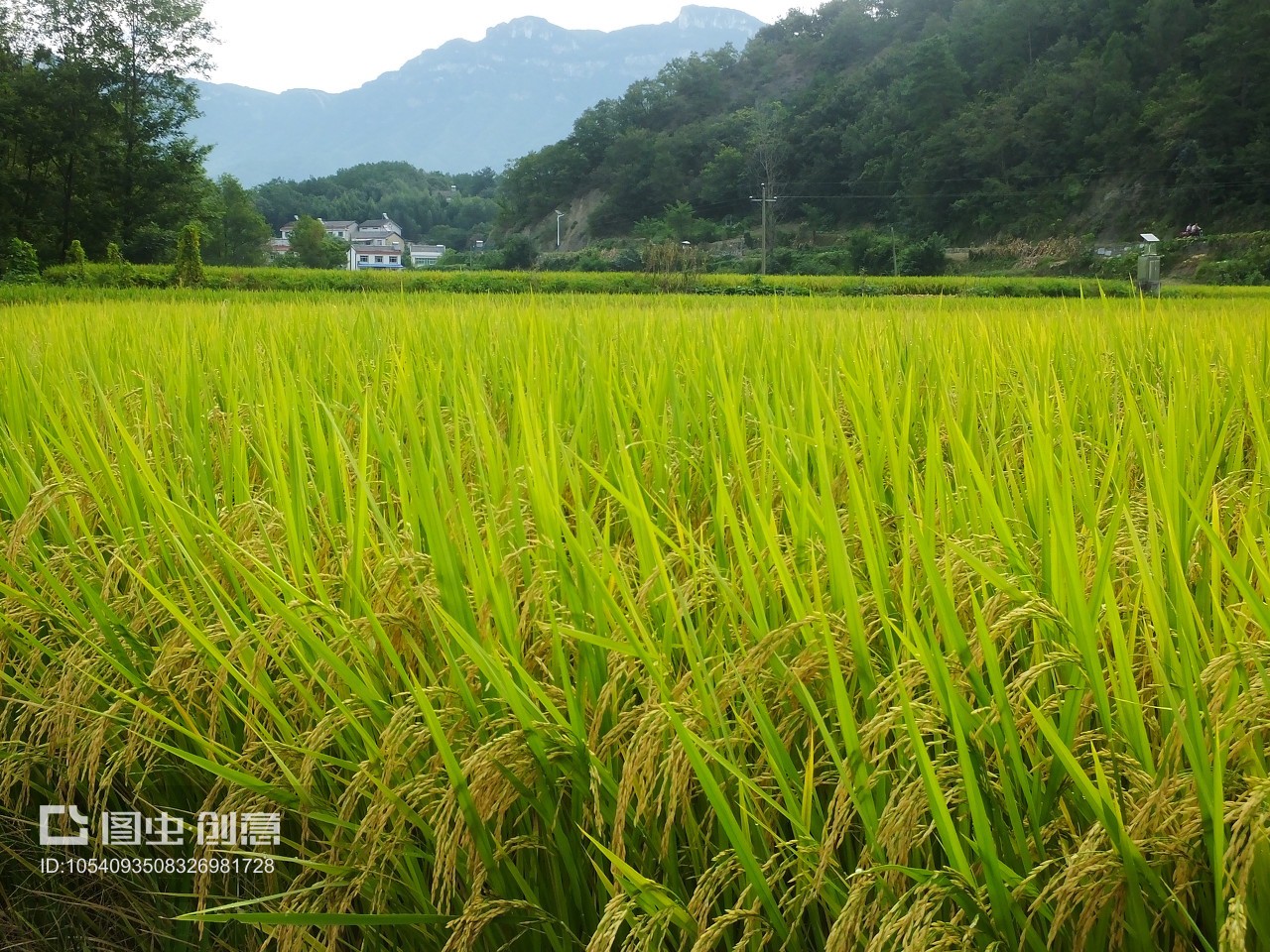 湖北夷陵南垭村 金秋稻浪话丰年，科技兴农绘新篇