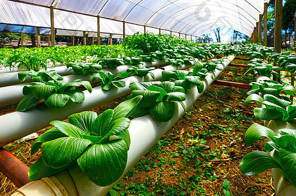 绿色科技，丰饶未来——农业产品种植技术公司画册封面模板