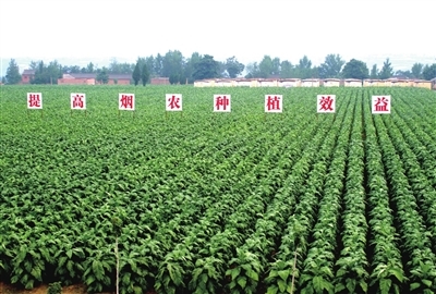 烟草业 用高质量发展书写新时代答卷——农业种植的转型与担当