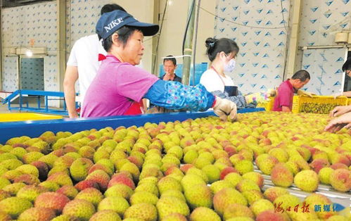 果红了,人笑了,腰包鼓了——特色农业种植带动乡村经济蓬勃发展