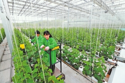 驻马店市确山县 绿色农业引领脱贫之路