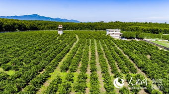 白沙红橙采摘季暨品牌发布即将开启，农业培育助力乡村振兴