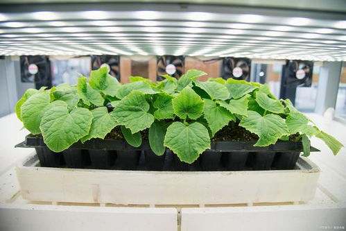 环境监测技术在植物工厂中的应用 提升农作物产量与品质