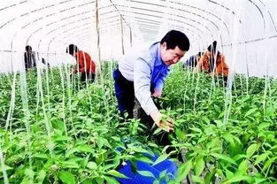 警惕！这6类合作社不仅拿不到补贴，还可能面临被取缔风险