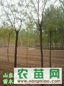 国槐热销市场探秘 8-10公分全冠土球国槐价格、厂商与选购指南