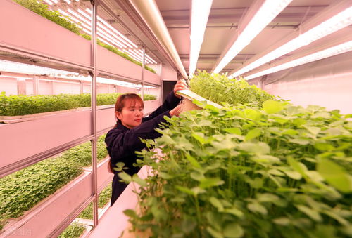 打破食品生产的界限 集装箱农场如何重塑农业培育新模式